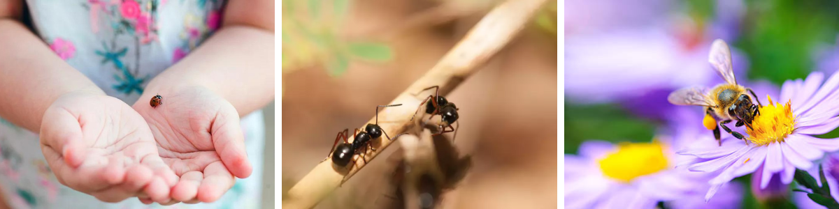 Insekti-hotel-gaun